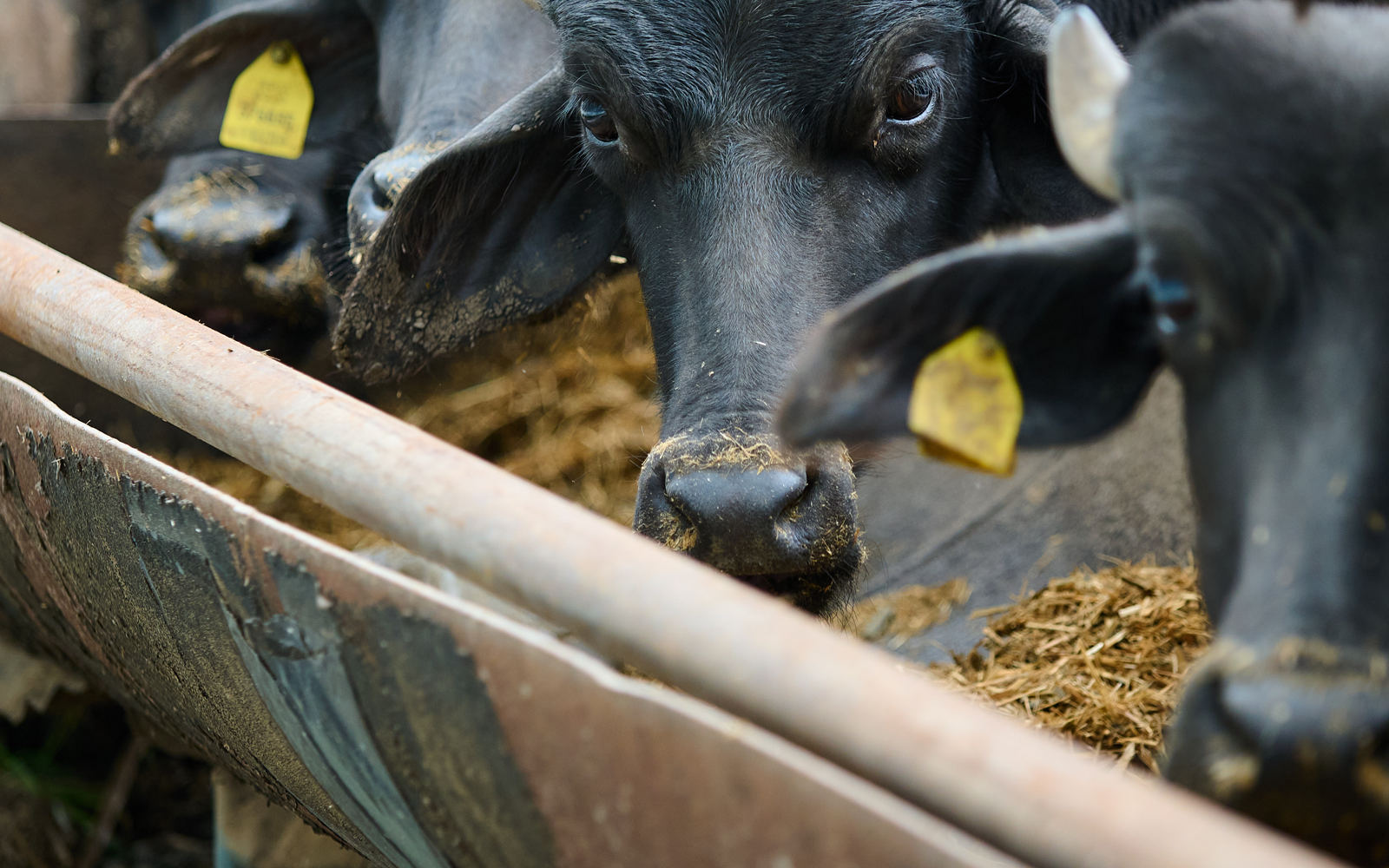 Animal Nutrition Applications